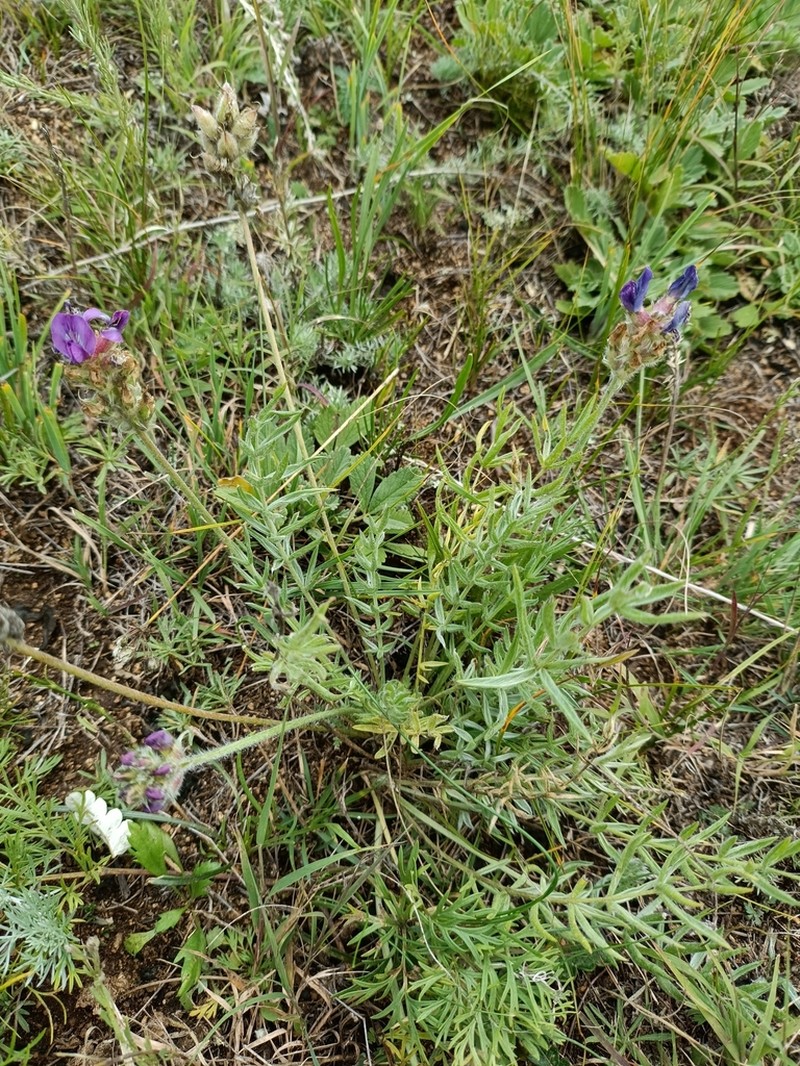 Oxytropis prostrata photo 3