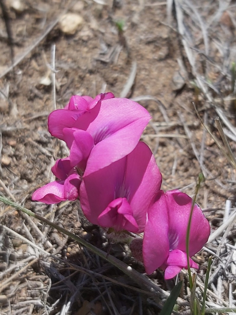 Oxytropis prostrata photo 4