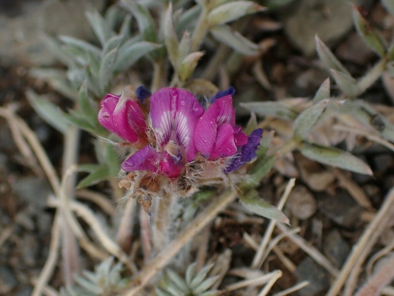 Oxytropis prostrata photo 5