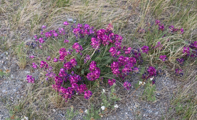 Oxytropis prostrata photo 6