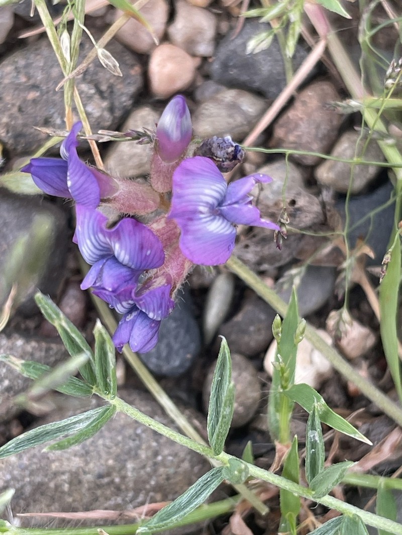 Oxytropis prostrata photo 7