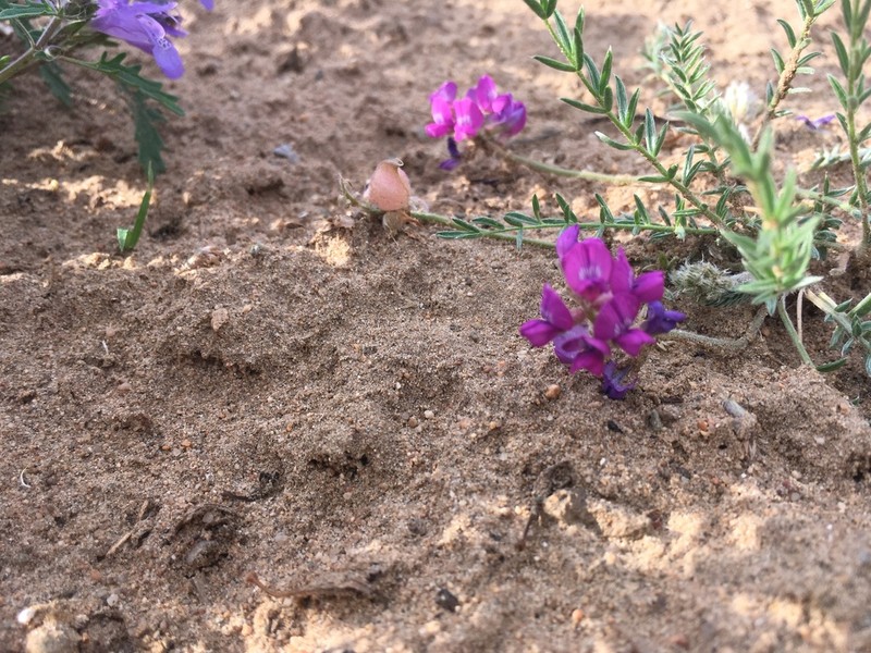 Oxytropis prostrata photo 8
