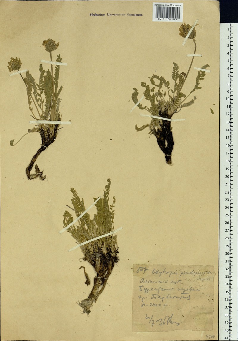 Oxytropis pseudofrigida