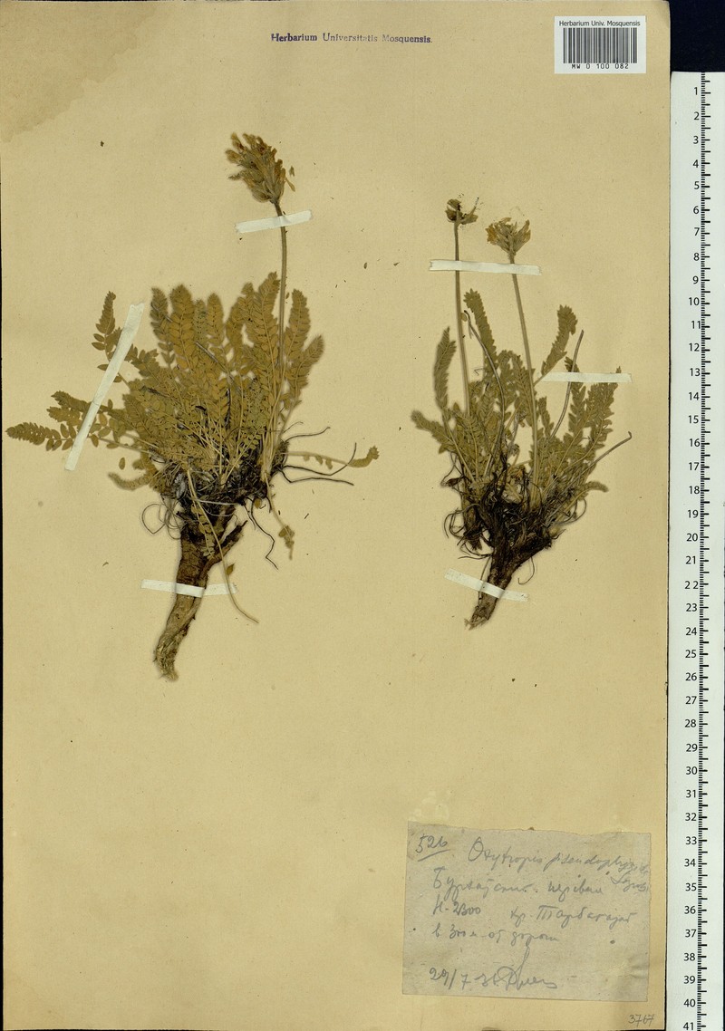 Oxytropis pseudofrigida photo 2