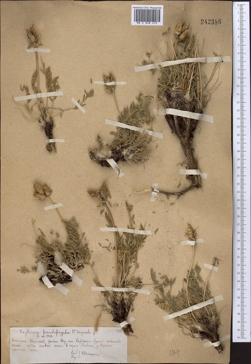 Oxytropis pseudofrigida photo 3