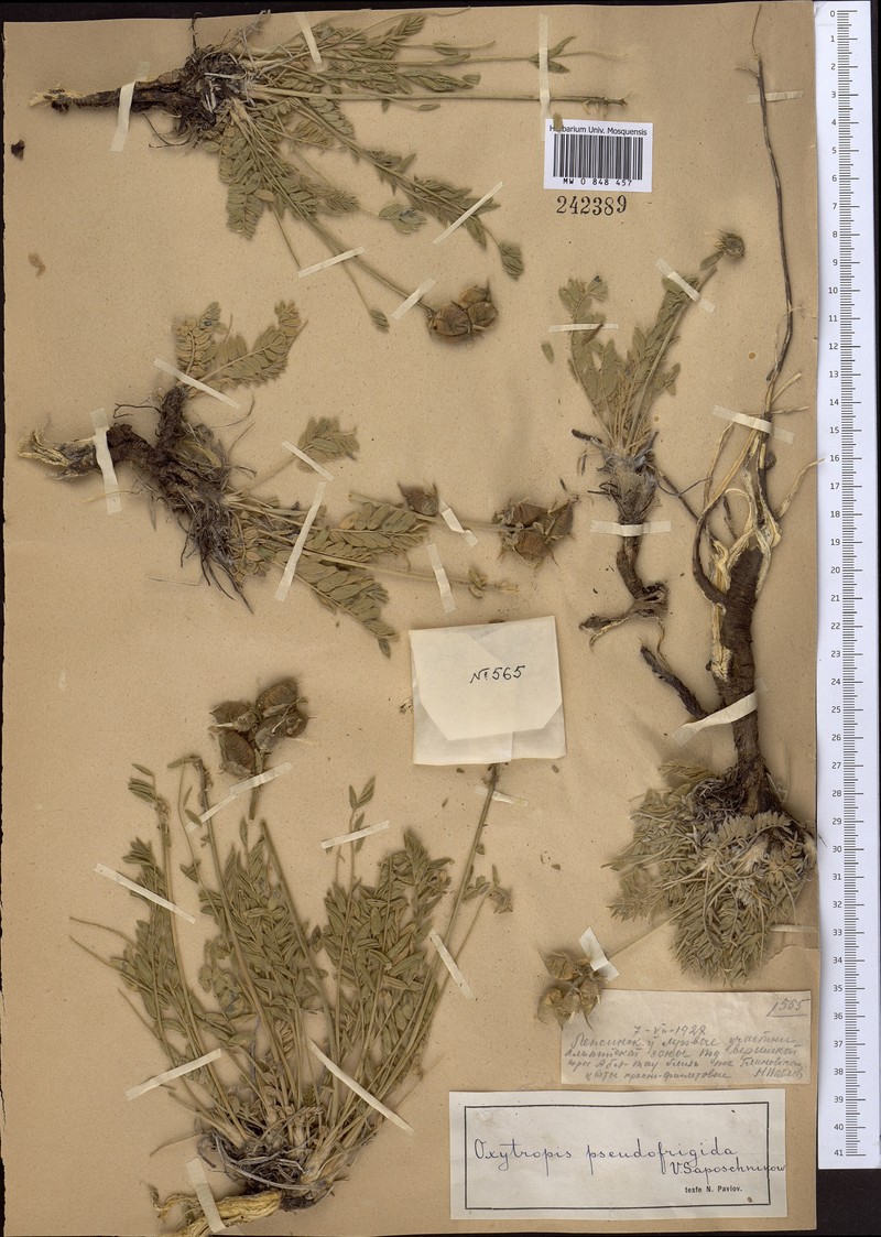 Oxytropis pseudofrigida photo 4