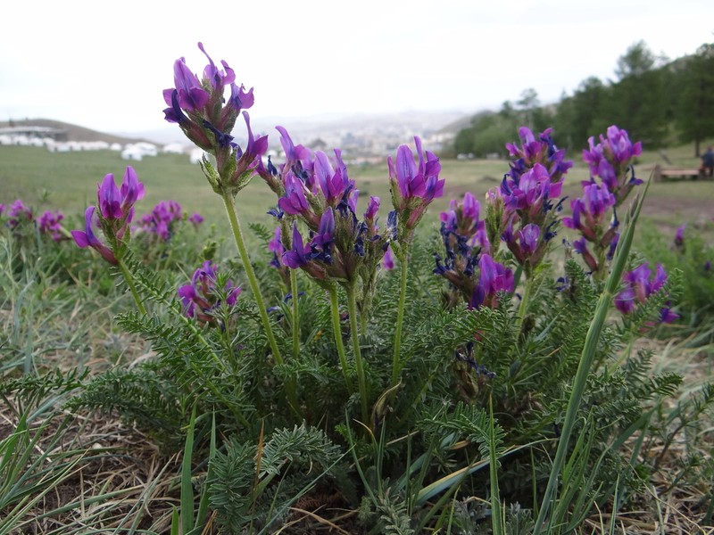 Oxytropis pseudoglandulosa photo 3