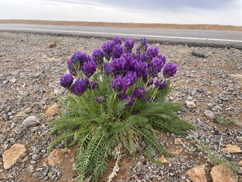 Oxytropis pseudoglandulosa photo 4