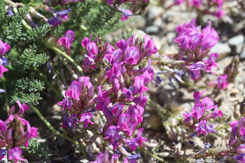 Oxytropis pseudoglandulosa photo 5