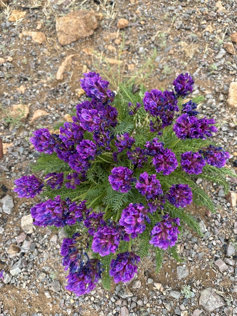Oxytropis pseudoglandulosa photo 6