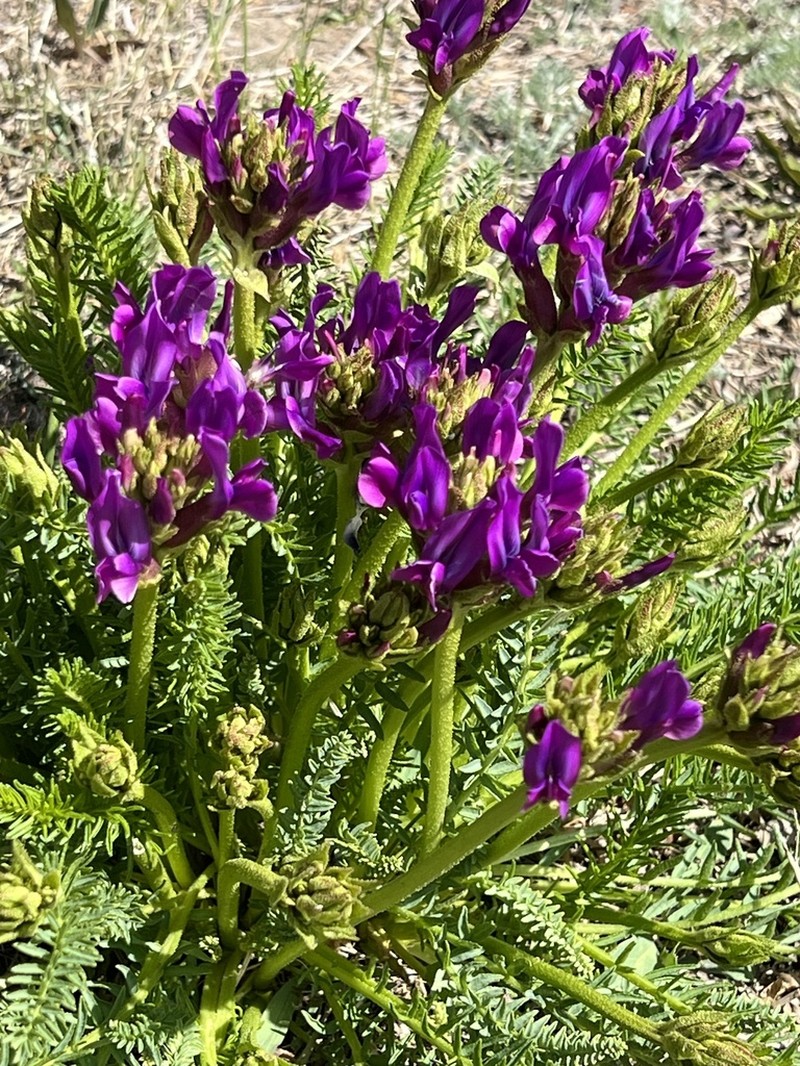 Oxytropis pseudoglandulosa photo 7