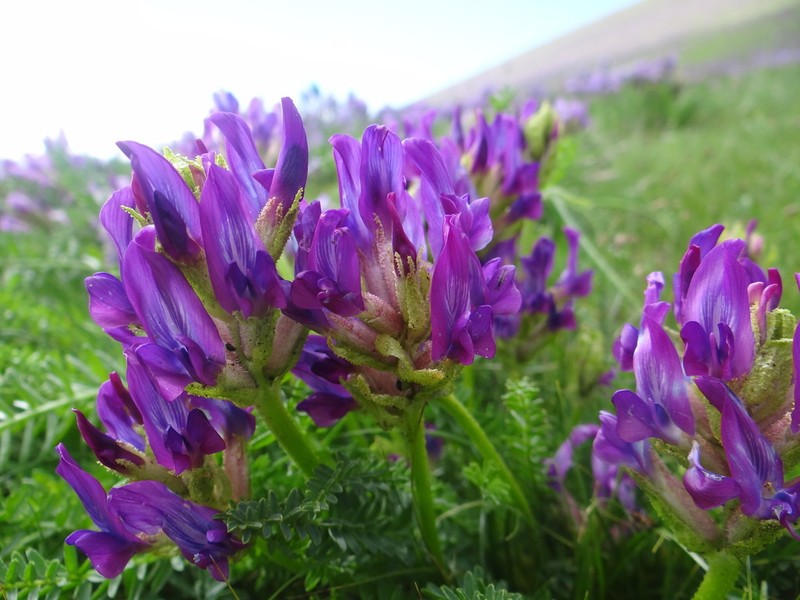 Oxytropis pseudoglandulosa photo 8