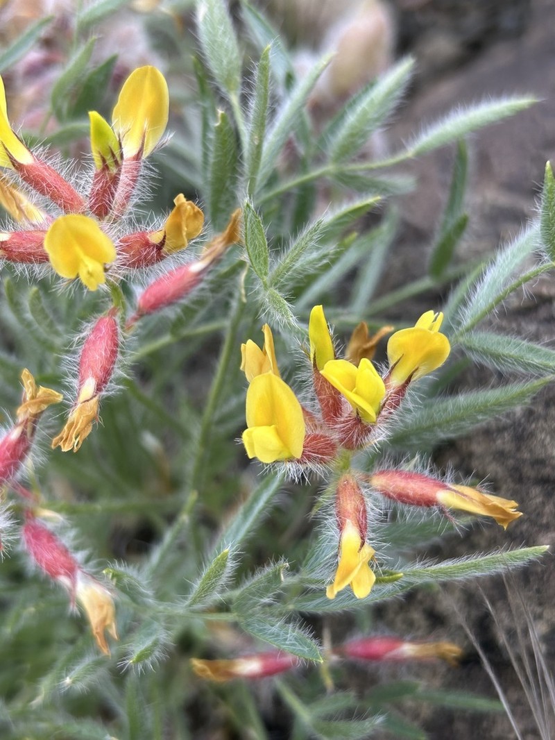 Oxytropis pseudohirsuta