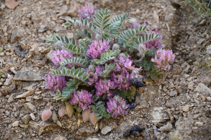 Oxytropis pseudoleptophysa