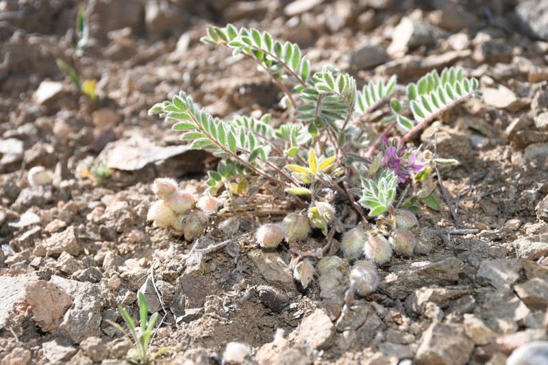 Oxytropis pseudoleptophysa photo 2