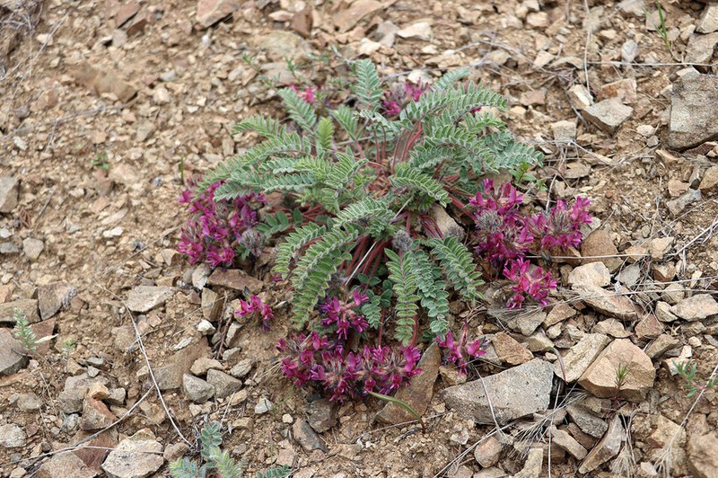 Oxytropis pseudoleptophysa photo 3
