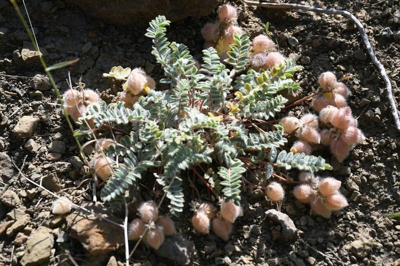 Oxytropis pseudoleptophysa photo 4
