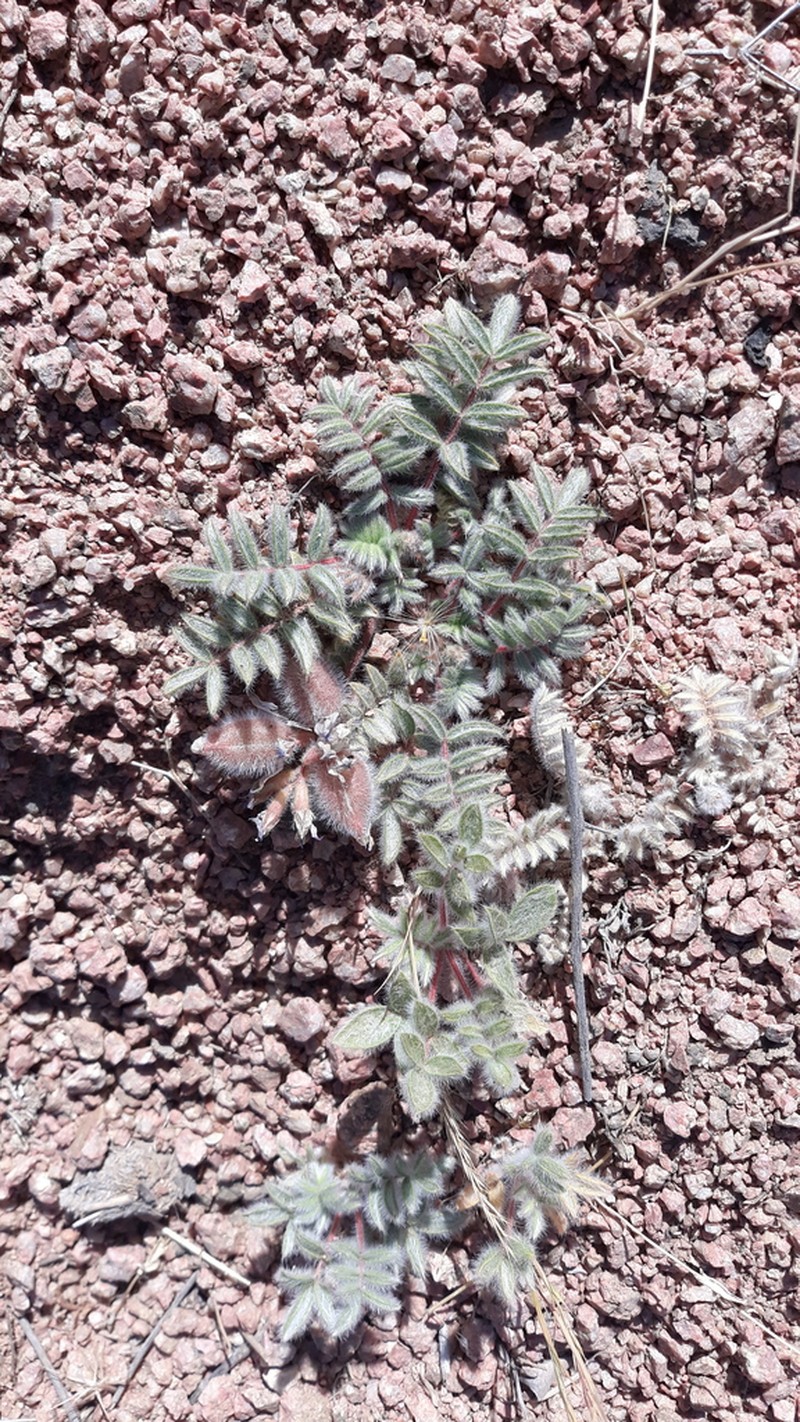 Oxytropis pseudoleptophysa photo 5