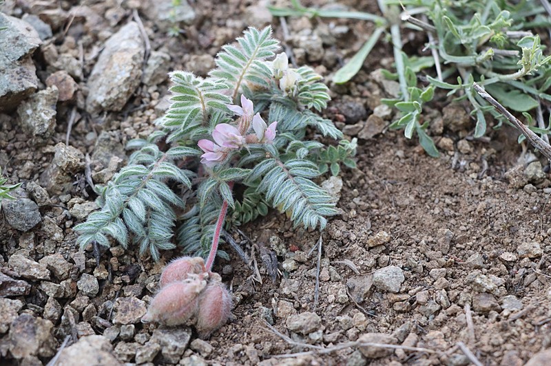 Oxytropis pseudoleptophysa photo 6