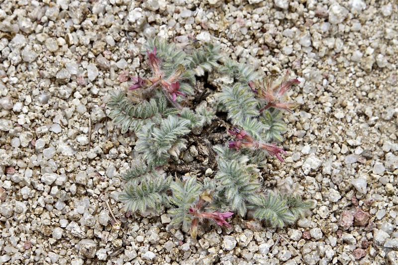 Oxytropis pseudoleptophysa photo 7