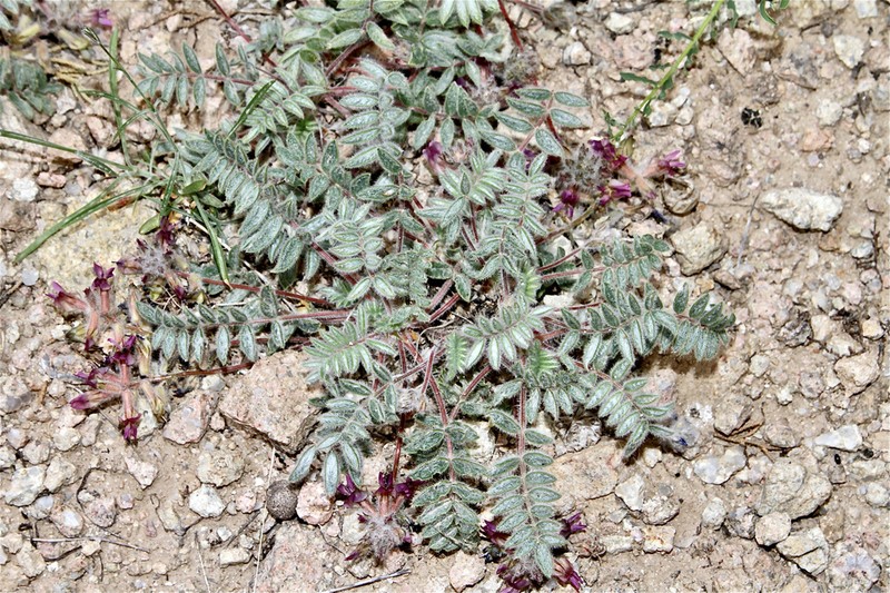 Oxytropis pseudoleptophysa photo 8