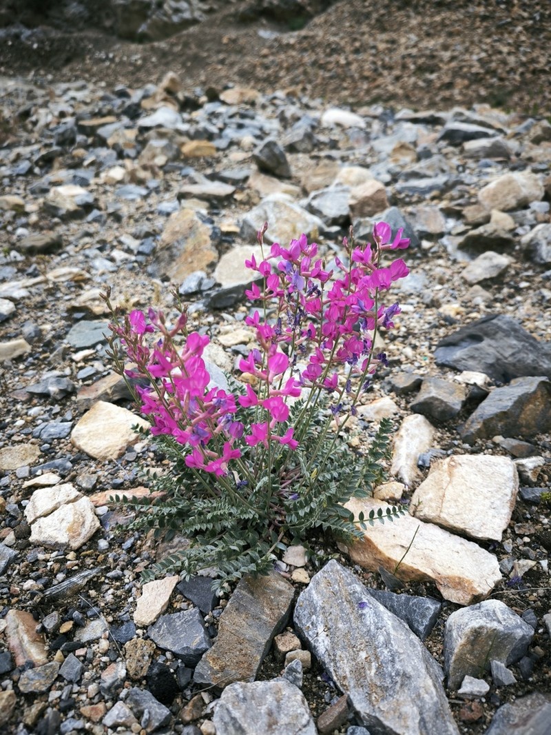 Oxytropis pseudorosea