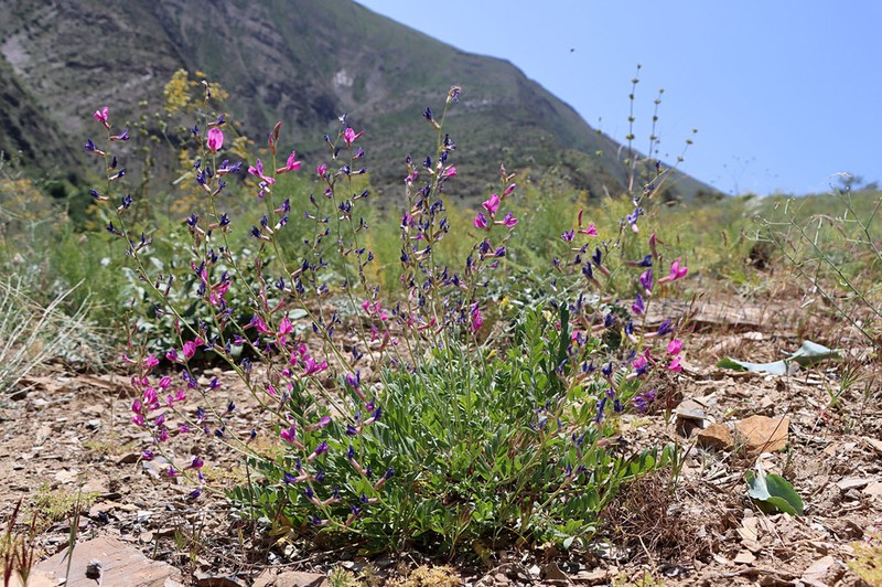 Oxytropis pseudorosea photo 2