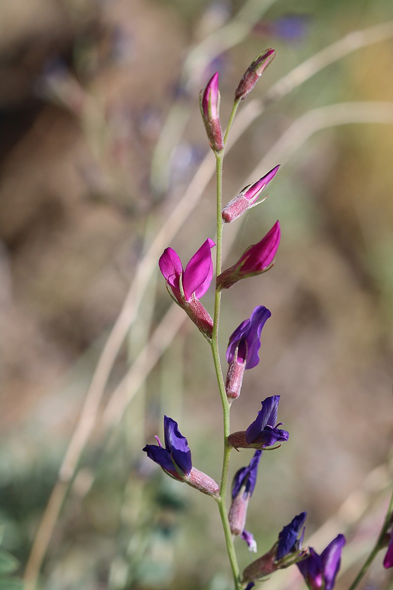 Oxytropis pseudorosea photo 3