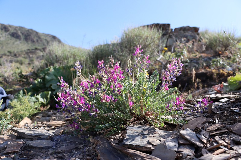 Oxytropis pseudorosea photo 4