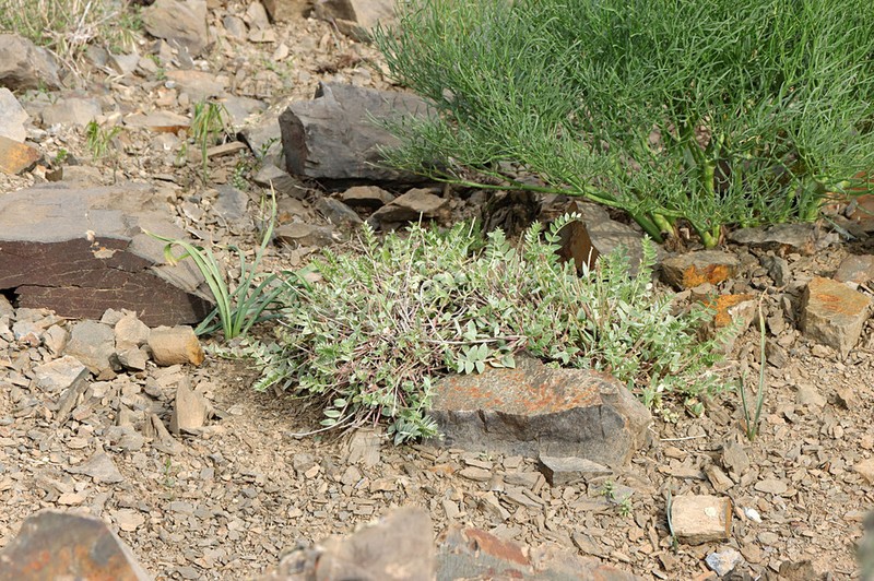 Oxytropis pseudorosea photo 5