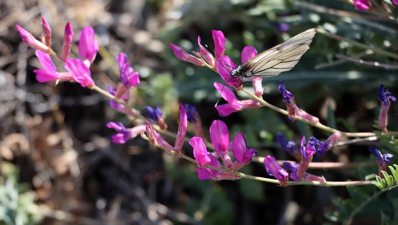 Oxytropis pseudorosea photo 6