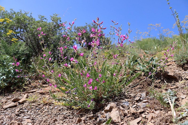 Oxytropis pseudorosea photo 7