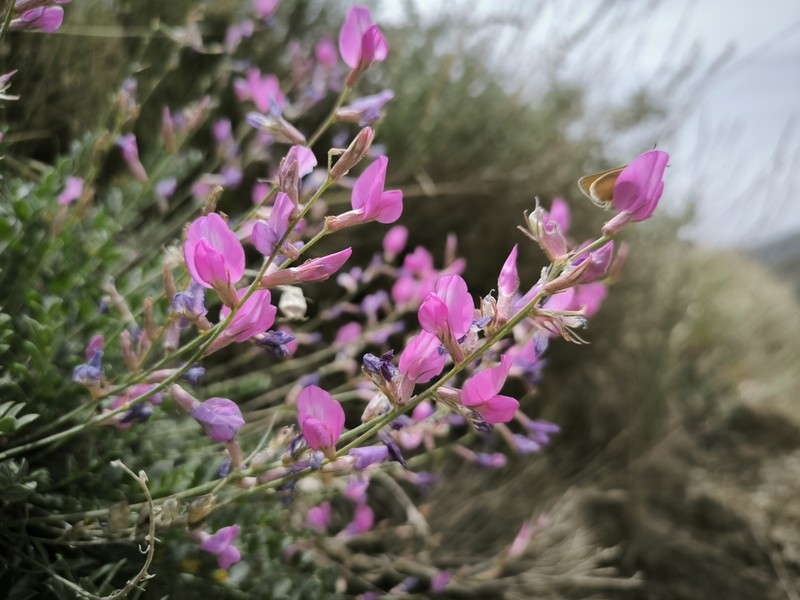 Oxytropis pseudorosea photo 8