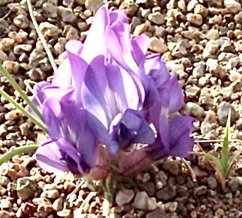 Oxytropis pumila photo 2