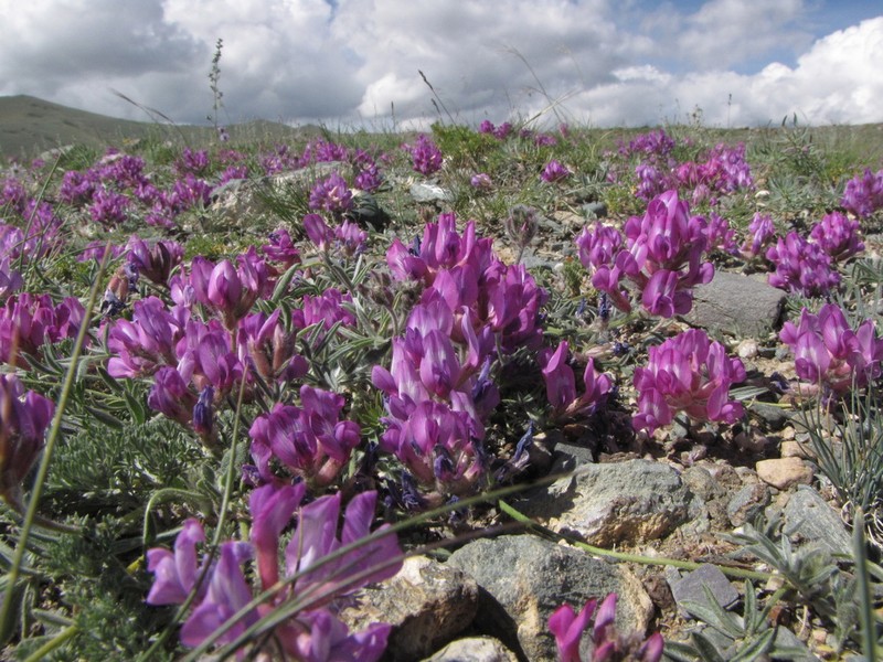 Oxytropis pumila photo 3