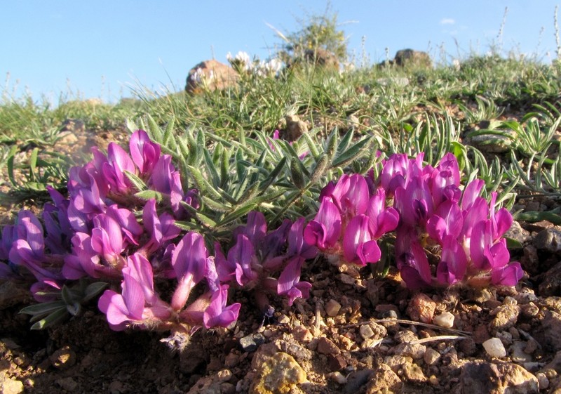 Oxytropis pumila photo 4