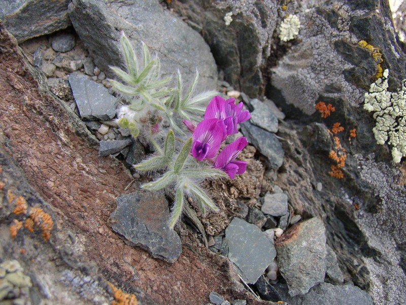 Oxytropis pumila photo 5