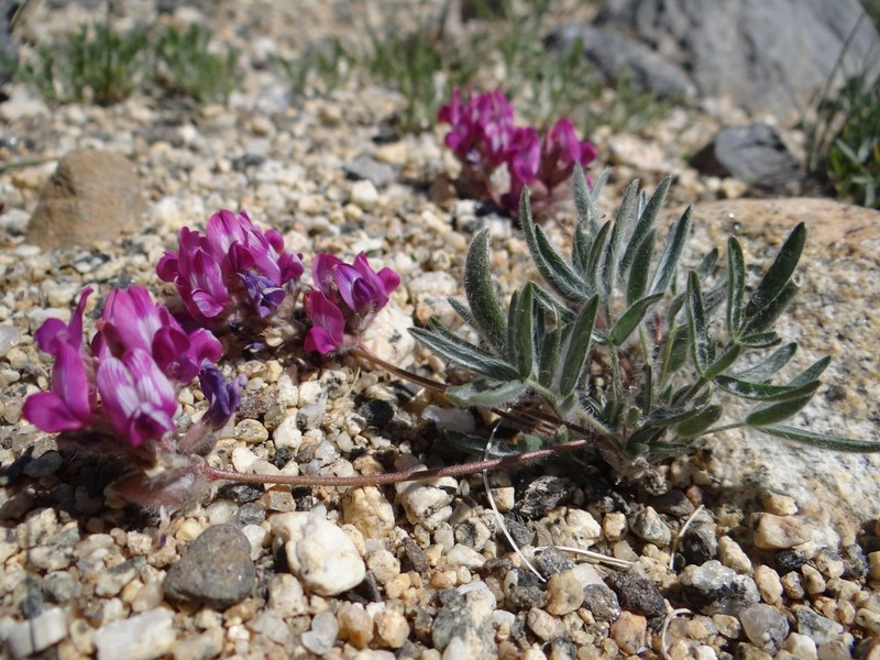 Oxytropis pumila photo 6