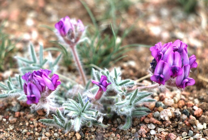 Oxytropis pumila photo 7