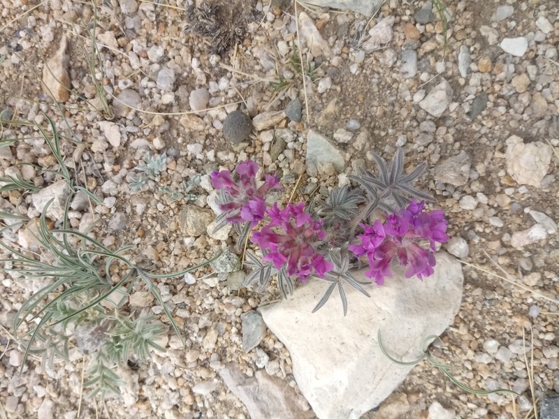 Oxytropis pumila photo 8