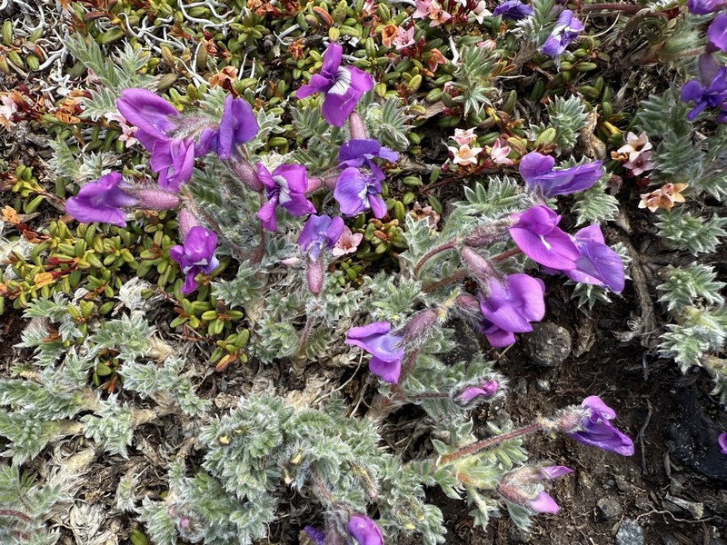 Oxytropis pumilio
