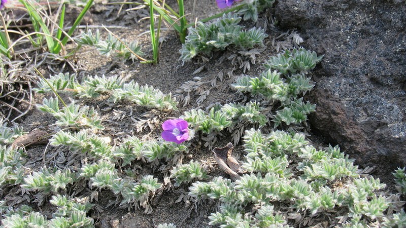 Oxytropis pumilio photo 2