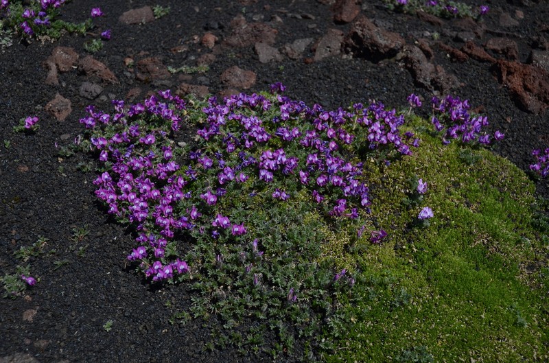Oxytropis pumilio photo 3