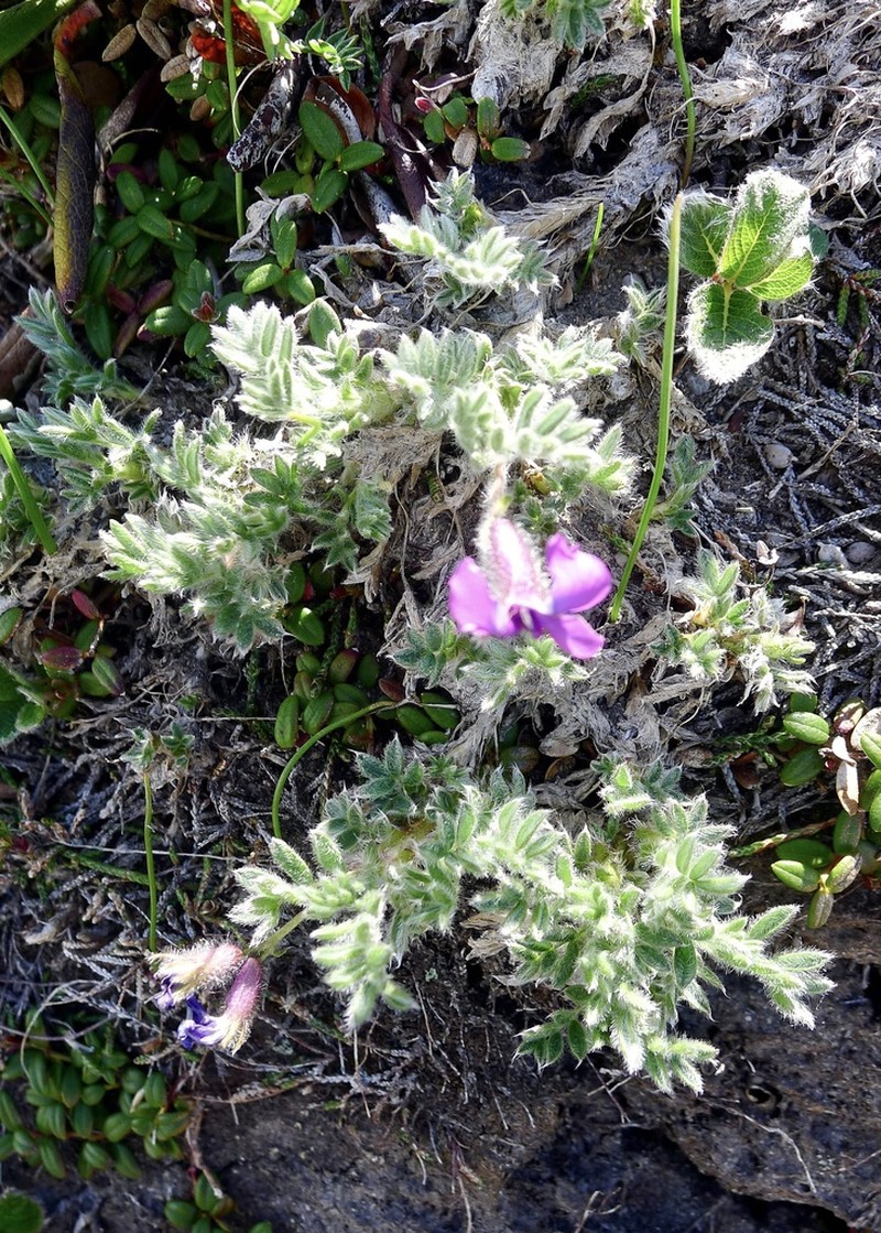 Oxytropis pumilio photo 4