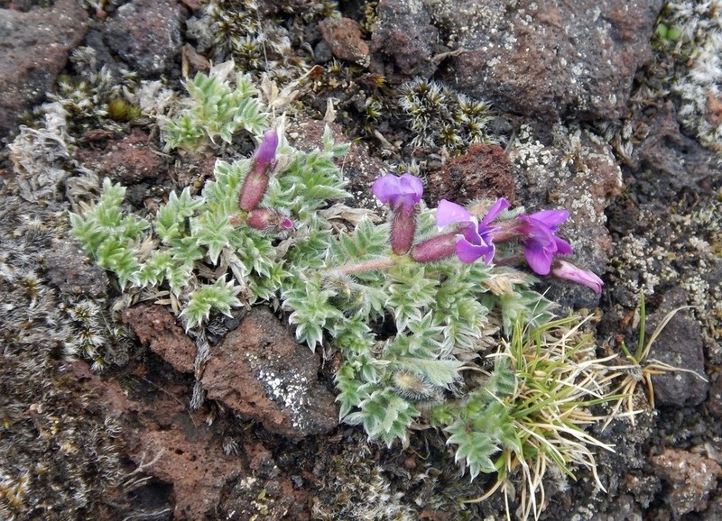 Oxytropis pumilio photo 5