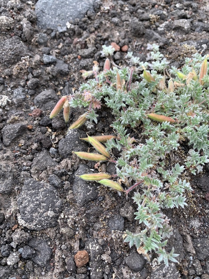 Oxytropis pumilio photo 6