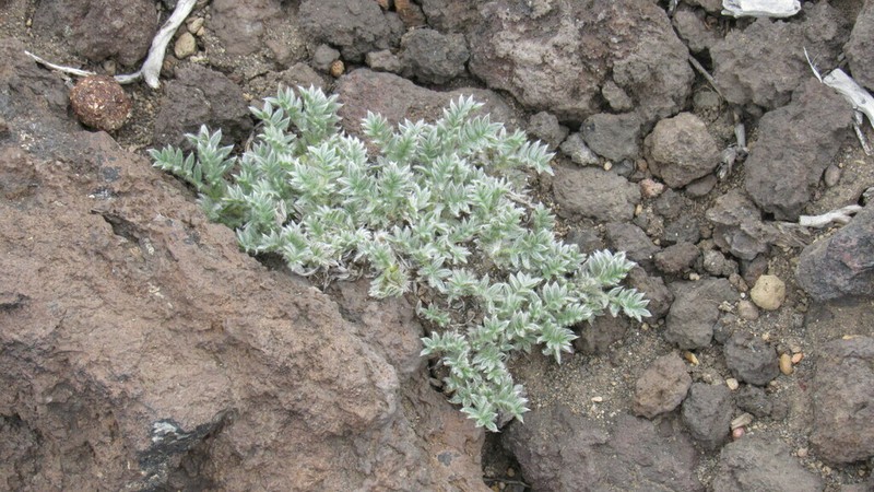 Oxytropis pumilio photo 7