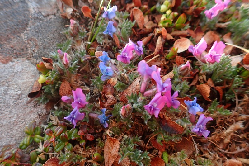 Oxytropis pumilio photo 8
