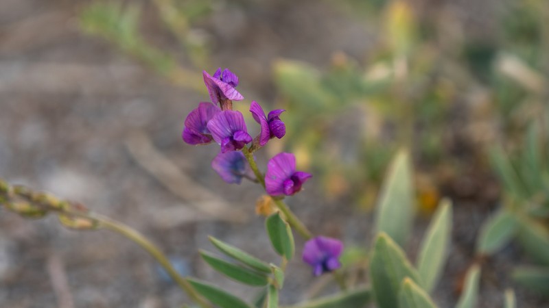 Oxytropis qaidamensis