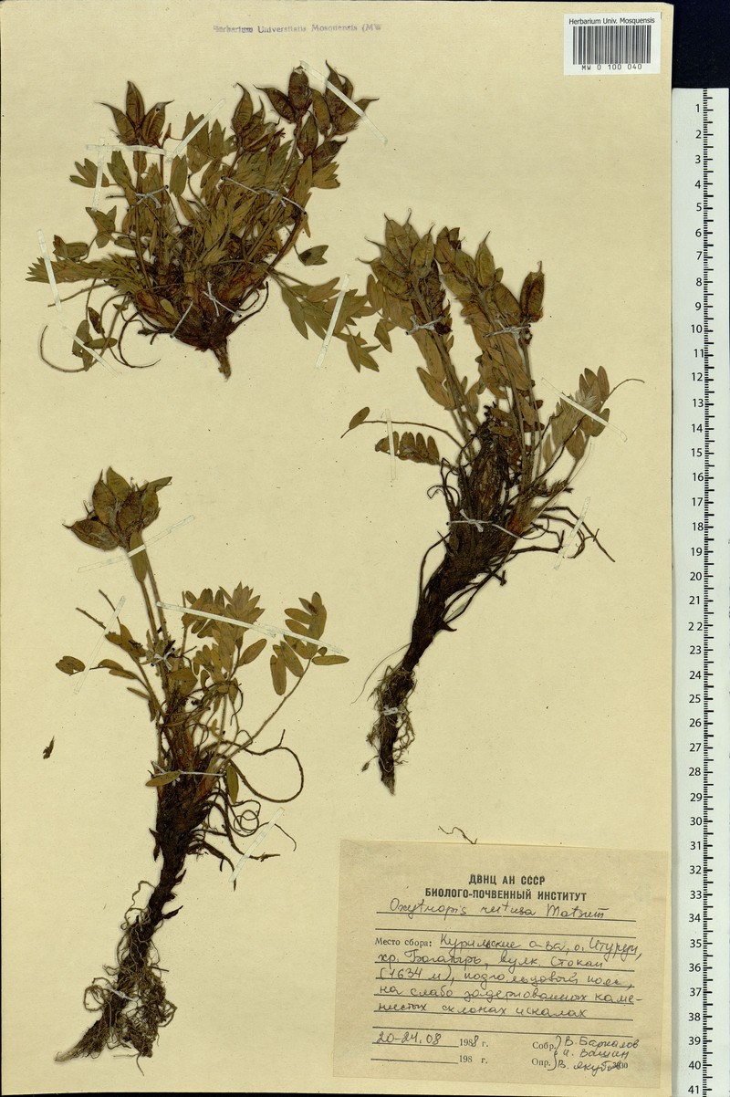 Oxytropis retusa photo 3